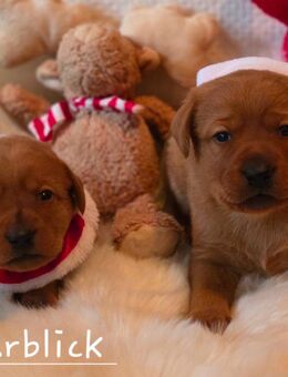 Labrador Welpen in der Farbe foxred vom Züchter - Obrigheim