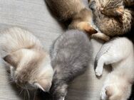 💖 6 zuckersüße Babykatzen suchen ein liebevolles Zuhause 🐾 - Berlin