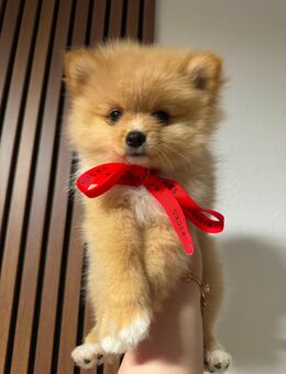 Pomeranian/ Zwergspitz Welpe - Uelzen Zentrum