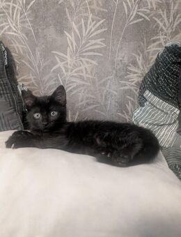 Kätzchen, Katzenbabys, Kitten - Kirchworbis