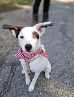 Fifi, verspielte Herzensdame, ca. 5 Mona - Vaterstetten