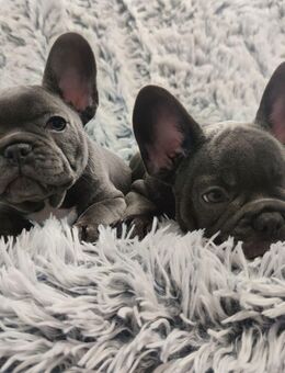Französische Bulldoggen-Welpen (blau) zur sofortigen Abgabe - Moers Zentrum