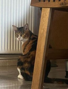 Poly aus dem Tierschutz - Grevenbroich