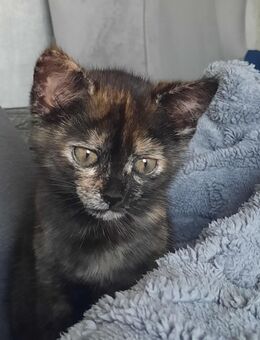 Verkaufe babykatze, katzenbabys (Mädchen) - Oberkochen