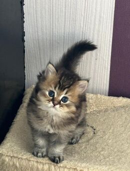 Blh Kitten - Neuenkirchen-Vörden