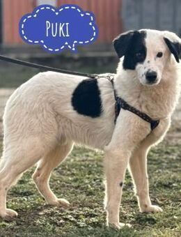 Puki eine gebrochene Seele - Flörsheim-Dalsheim