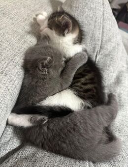 3 Babykatzen 12 Wochen Alt - Berlin