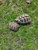 Griechische Landschildkröte in 83233