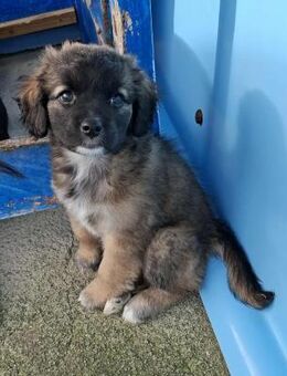 Nelly - flauschig und süß - Höchst (Odenwald)