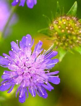 Samen WALD-WITWENBLUME (Knautia dipsacifolia) - Freiburg (Breisgau)