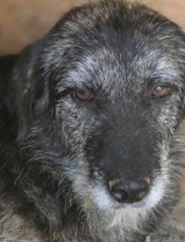 Sara kam als Welpe ins Shelter - Dreikirchen