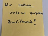 Suchen Familienmitglied auf vier Pfoten - Bergkamen