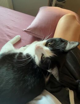 Kater abzugeben - Leverkusen