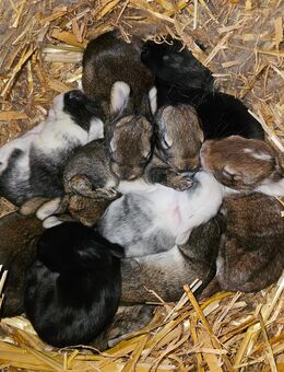 Süße Babyhasen ab Ende Juli in liebevolle Hände abzugeben 🐰❤️ - Wildflecken