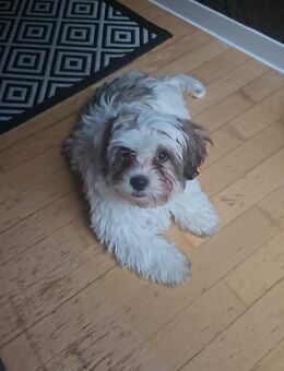 Bichon Malteser Mix Rüde sucht dringend ein Zuhause - Kerpen (Kolpingstadt)