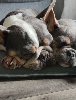 Welpen Französische Bulldogge - Frankfurt (Main) Rödelheim
