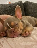 Französische Bulldogge zu verkaufen in 60435