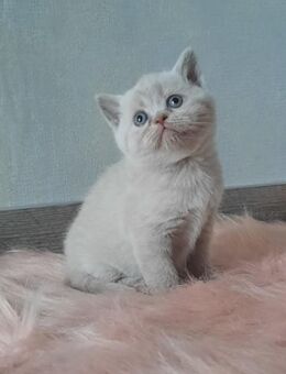 Reinrassige BKH und BLH KITTEN - Lingen (Ems)