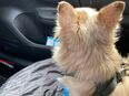Hundebetreuung gesucht Mo.Fr. in 25563