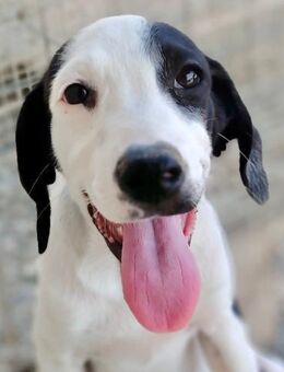 SNOOPY - zuckersüße Junghündin - Dänischenhagen