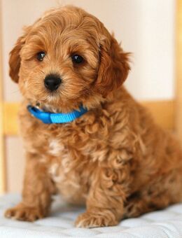 Wunderschöne Maltipoo-Welpen vom erfahrenen Züchter - Frankfurt (Main) Innenstadt