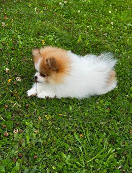 Pomeranien Welpen zu verkaufen - Morbach