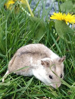 junge chinesische Streifenhamster kletterfreudige Hamster Zwerghamster Kletterhamster kann klettern wie eine Maus - Neustadt (Sachsen) Hohwald