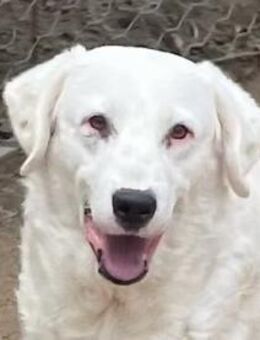 CANNONAU - freundlich & menschenbezogen - Dänischenhagen