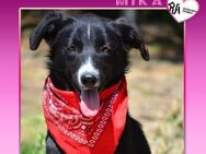 ❤ MIKA ❤ - KANN ICH DEIN HERZ EROBERN? - Alfeld (Leine)