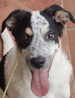 MILO - so ein hübscher Welpe - Dänischenhagen