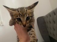 Savannahkatzen, Kitten, Babykatzen - Waldshut-Tiengen
