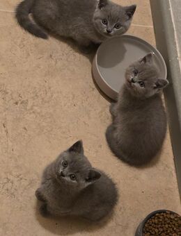 Zu verkaufen: Drei süße BKH-Babykatzen! - Berlin