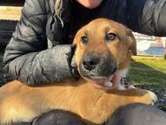 Diego sucht Familienanschluss - Linden (Hessen)