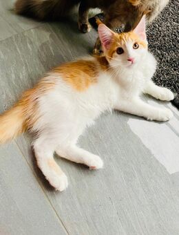 Maine Coon XXL reinrassig - Nordheim