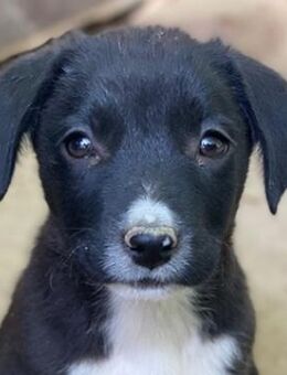 Kaviar, geb. ca. 08/2025, GRIECHENLAND - Euskirchen