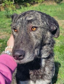 sanfte Seele sucht liebevolles Zuhause - Berlin