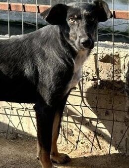 Keela, die Freundliche 🐾 - Elsdorf (Nordrhein-Westfalen)