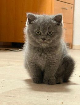 3 süße BKH Blue Kitten suchen Zuhause - Pfarrkirchen