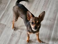 Chihuahua Mix abzugeben - Laußig