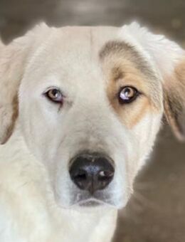 Alfons, geb. ca. 02/2024, GRIECHENLAND - Markdorf