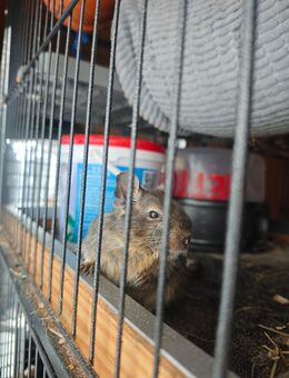 Biete ein Männchen Degu an - Tann (Rhön)