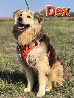 ❤️ Dex, Traumhund sucht Traumzuhause - Kissing