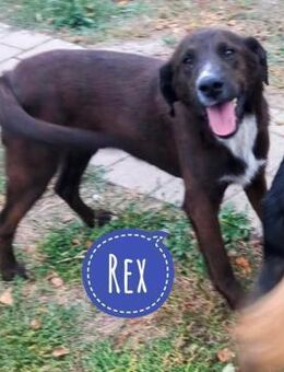 Rex ein toller Kerl - Mannheim