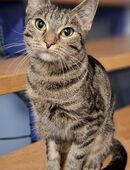 Joy stellt euer Leben auf den Kopf # Tierschutz in 92318