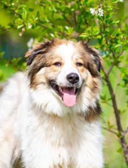 Kuschelbär Mischa sucht sein Zuhause - Duisburg