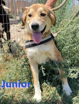 Junior - schüchtern und verschmust - Heppenheim (Bergstraße)