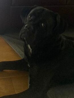 Cane Corso abzugeben - Düsseldorf