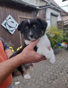 7x labrador Mix kleinbleibend ein kleines Mädel wartet noch auf Dich - Wurzen