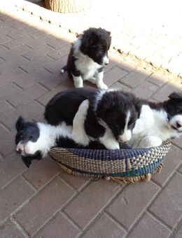 15 Jahre Hobbyzucht mit Border-Collies - Neustrelitz