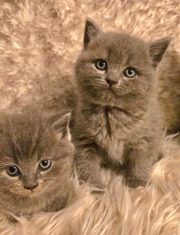 BKH Kitten - Gelsenkirchen Hassel